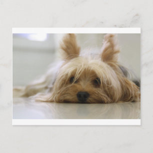Postal cachorro de yorkshire terrier mascota cara de perr