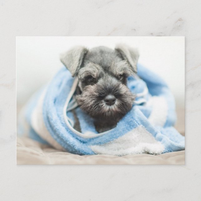Postal Cachorro después de baño (Anverso)