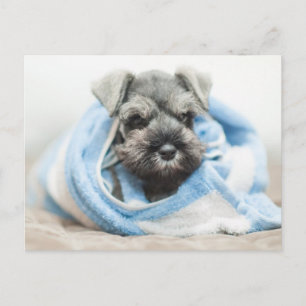Postal Cachorro después de baño