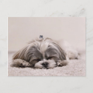Postal Cachorro dormido