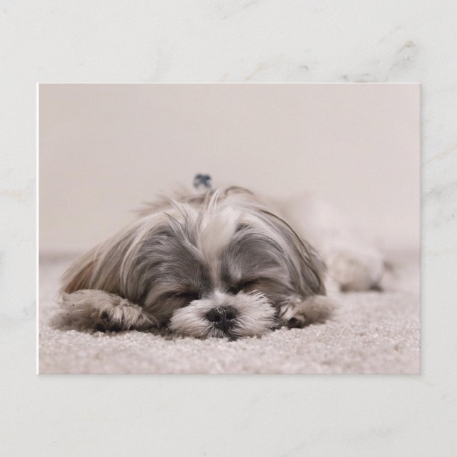 Postal Cachorro dormido (Anverso)