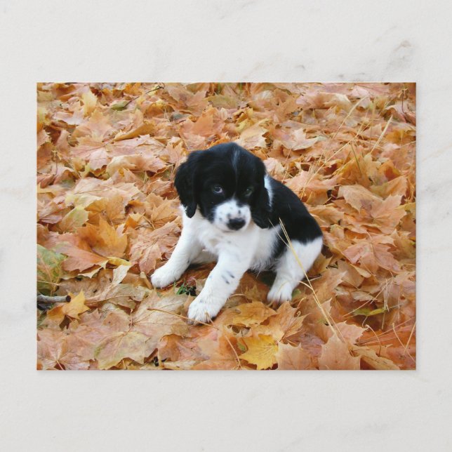 Postal Cachorro en otoño (Anverso)