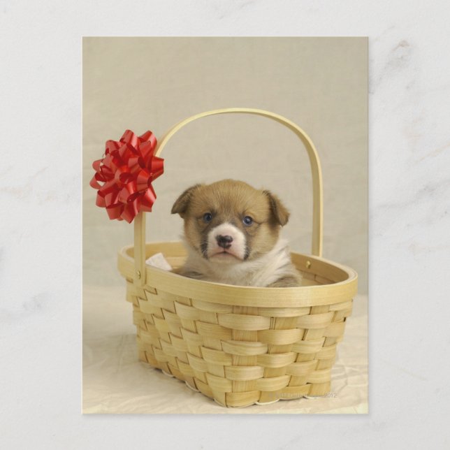 Postal Cachorro en una canasta (Anverso)