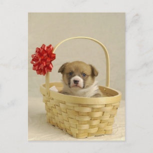 Postal Cachorro en una canasta