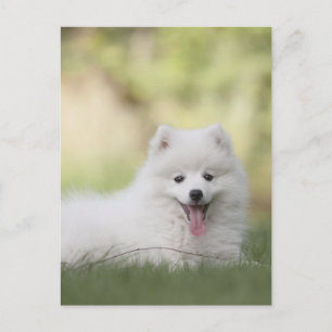 Postal Cachorro esponjoso blanco de Keeshond