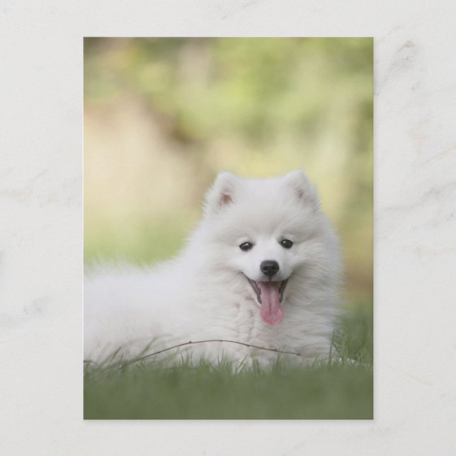 Postal Cachorro esponjoso blanco de Keeshond (Anverso)
