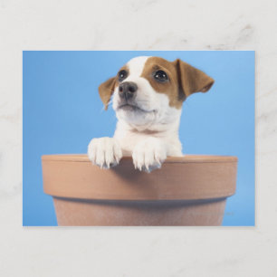 Postal Cachorro floreciendo