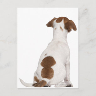 Postal cachorro Jack Russell Terrier (3 meses de edad)