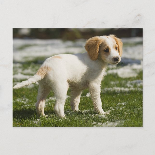 Postal Cachorro jugando en la nieve (Anverso)