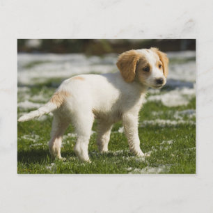 Postal Cachorro jugando en la nieve