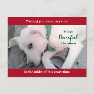 Postal Cachorro labrador blanco lindo perro rojo perezoso