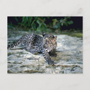 Postal Cachorro leopardo