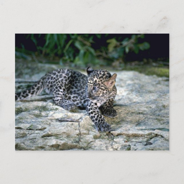 Postal Cachorro leopardo (Anverso)