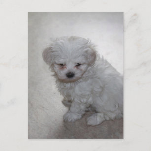 Postal Cachorro maltés (9 meses de edad)