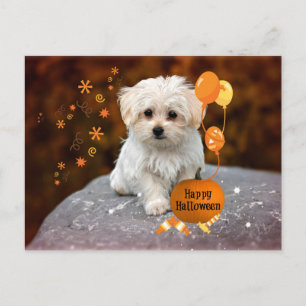 Postal Cachorro maltés celebra Halloween