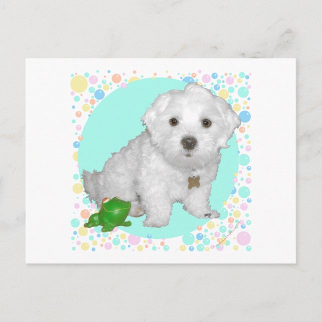 Postal Cachorro maltés con burbujas (Anverso)