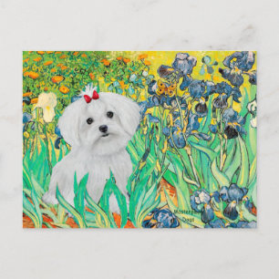 Postal cachorro MALTESE - Lirios