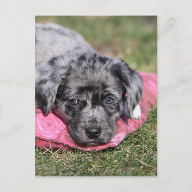 Postal Cachorro mono de mestizo (Anverso)