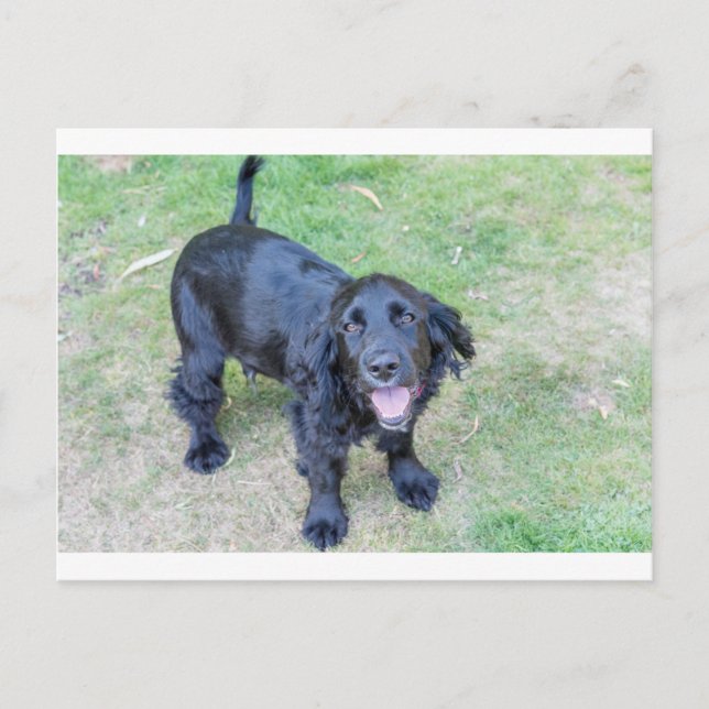 Postal Cachorro negro adorable (Anverso)