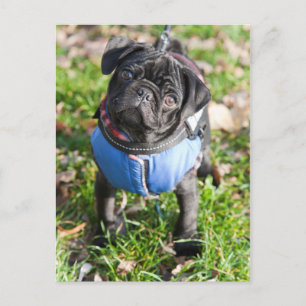 Postal Cachorro negro con chaqueta