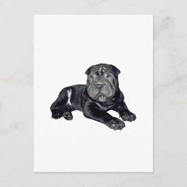 Postal Cachorro negro de Shar Pei chino (Anverso)