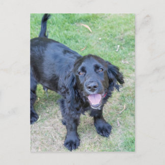 Postal Cachorro negro lindo