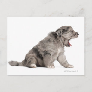 Postal Cachorro pastoril pirenaico (4 semanas) bostezo