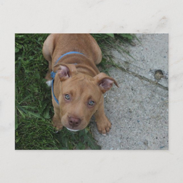 Postal Cachorro Pitbull (Anverso)