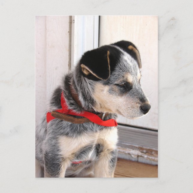 Postal Cachorro podrido (Anverso)