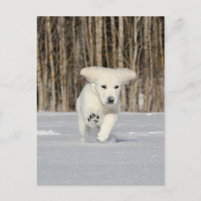 Postal Cachorro polar (Anverso)