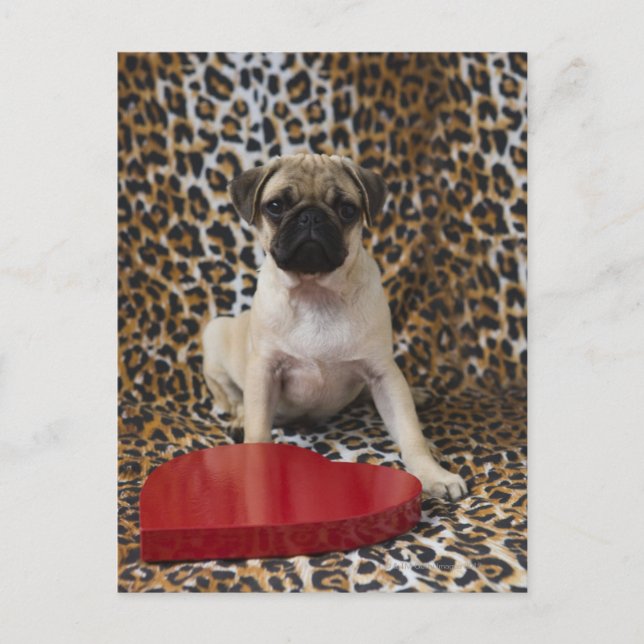 Postal Cachorro pug sentado contra estampado de animales (Anverso)