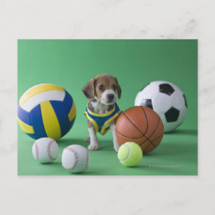 Postal Cachorro rodeado de bolas deportivas