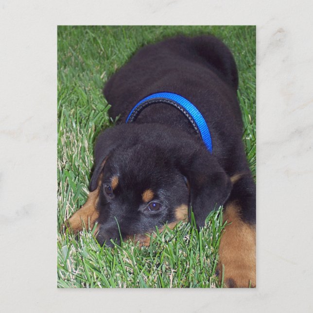 Postal cachorro rottweiler. (Anverso)
