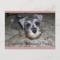 Cachorro Schnauzer en miniatura