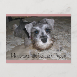 Postal Cachorro Schnauzer en miniatura