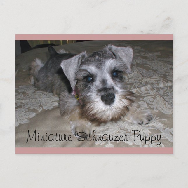 Postal Cachorro Schnauzer en miniatura (Anverso)