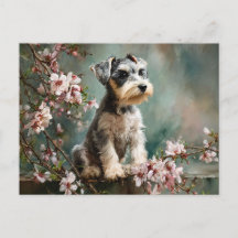 Cachorro Schnauzer entre flores de cerezo primaver