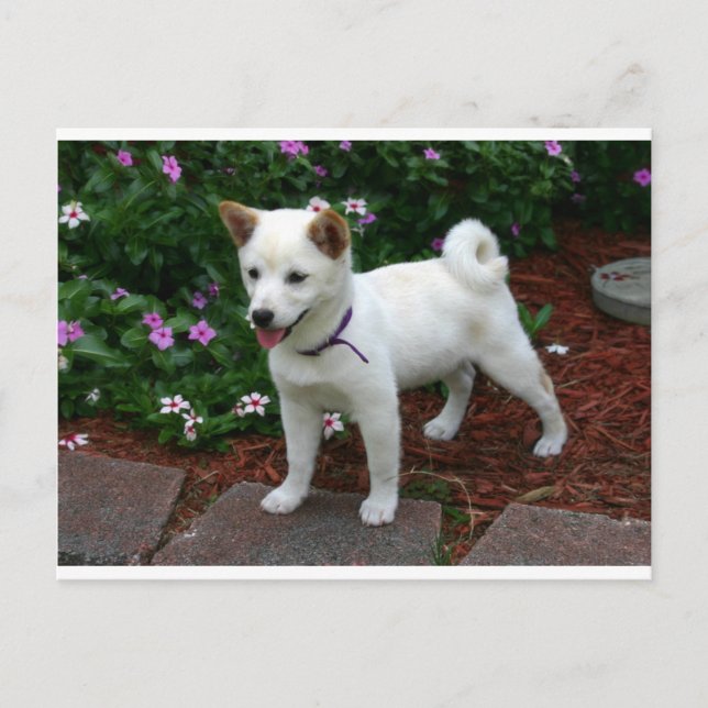 Postal cachorro shiba-inu-crema (Anverso)