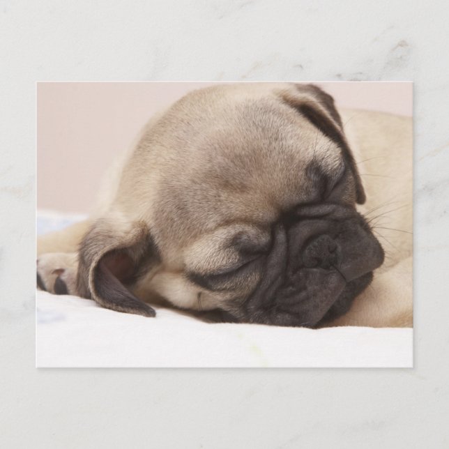 Postal Cachorro Souneping (Anverso)
