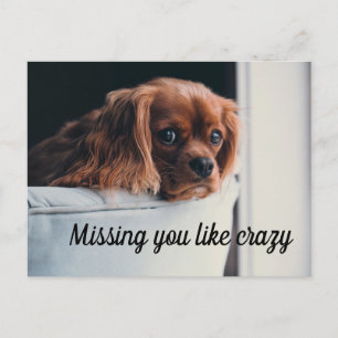 Postal Cachorro Triste y Adorable que te Extraña con Loca