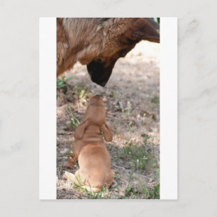 Postal cachorro y gaviota germano