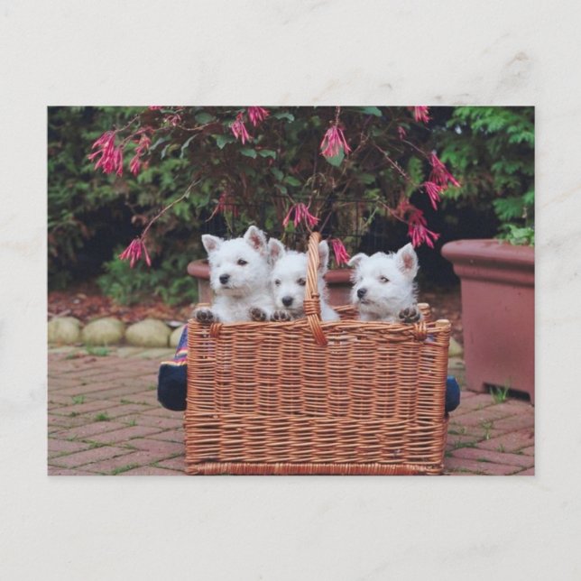 Postal Cachorros Adorables (Anverso)