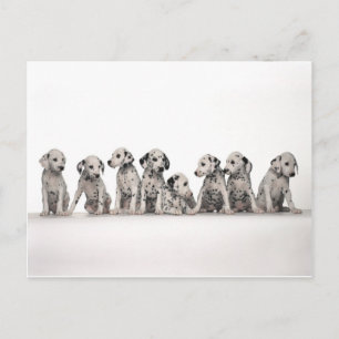Postal cachorros adorables cachorros cachorros cachorros