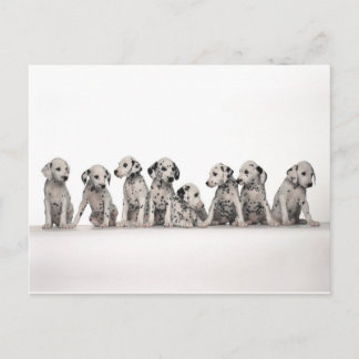 Postal cachorros adorables cachorros cachorros cachorros