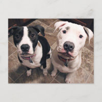 cachorros adorables de pitbull perros