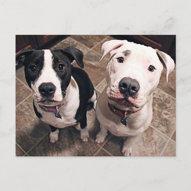 Postal cachorros adorables de pitbull perros (Anverso)