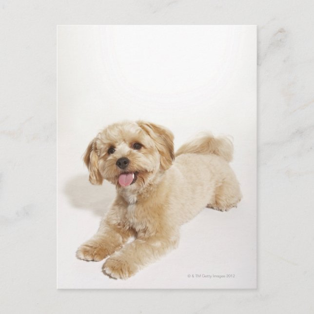 Postal Cachorros (Canis familiaris) 2 (Anverso)