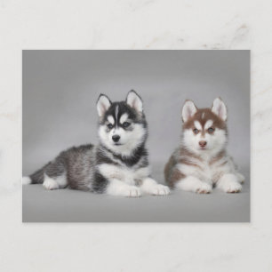 Postal Cachorros caseros siberianos