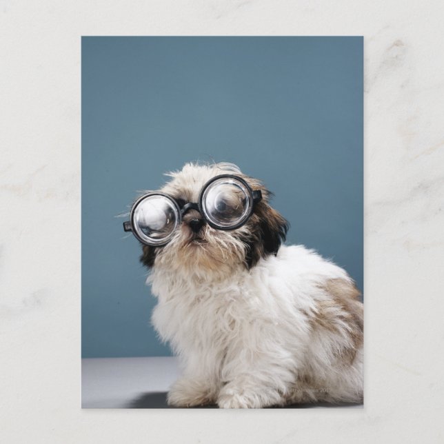 Postal Cachorros con gafas gruesas (Anverso)