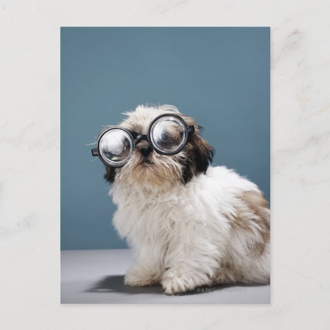 Postal Cachorros con gafas gruesas (Anverso)
